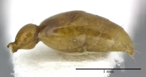 Pseudomyrmex simplex - CASENT0246303