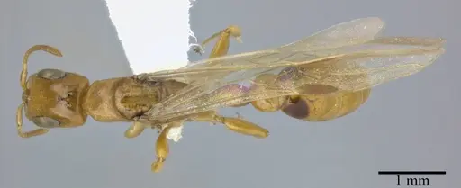 Pseudomyrmex simplex - CASENT0246346