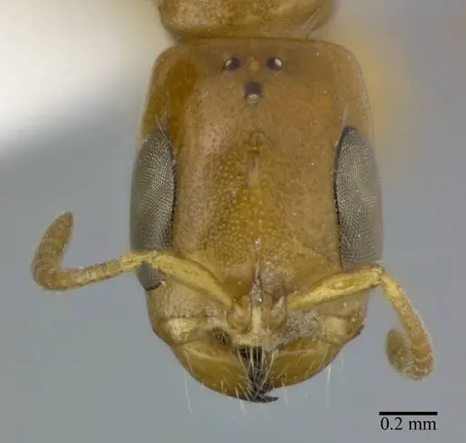 Pseudomyrmex simplex - CASENT0246346