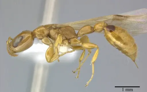 Pseudomyrmex simplex - CASENT0246346