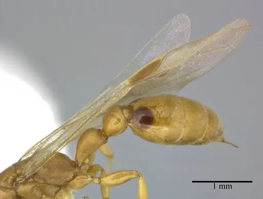 Pseudomyrmex simplex - CASENT0246346