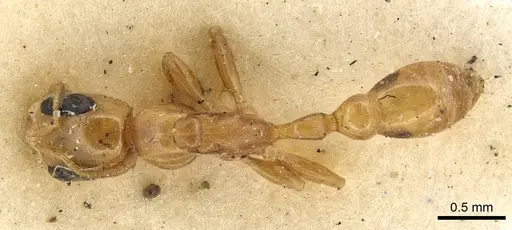 Pseudomyrmex simplex - CASENT0902901