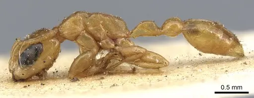 Pseudomyrmex simplex - CASENT0902901