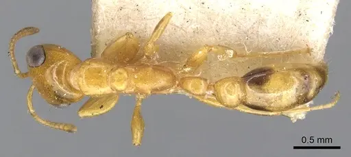 Pseudomyrmex simplex - CASENT0902902