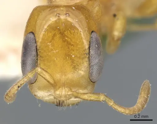 Pseudomyrmex simplex - CASENT0902902