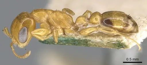 Pseudomyrmex simplex - CASENT0902902