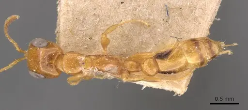 Pseudomyrmex simplex - CASENT0907489
