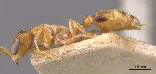 Pseudomyrmex simplex - CASENT0907489