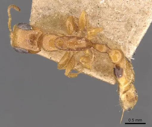 Pseudomyrmex simplex - CASENT0907490