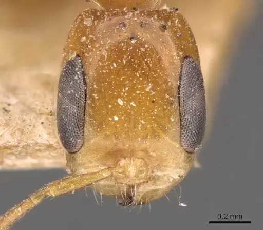 Pseudomyrmex simplex - CASENT0907490