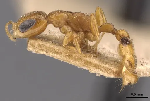 Pseudomyrmex simplex - CASENT0907490