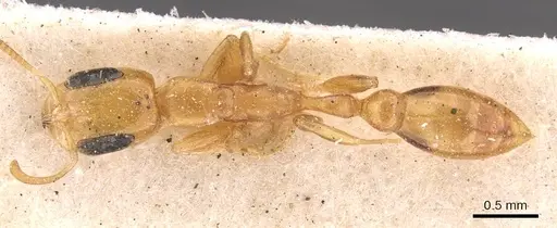 Pseudomyrmex simplex - CASENT0907491
