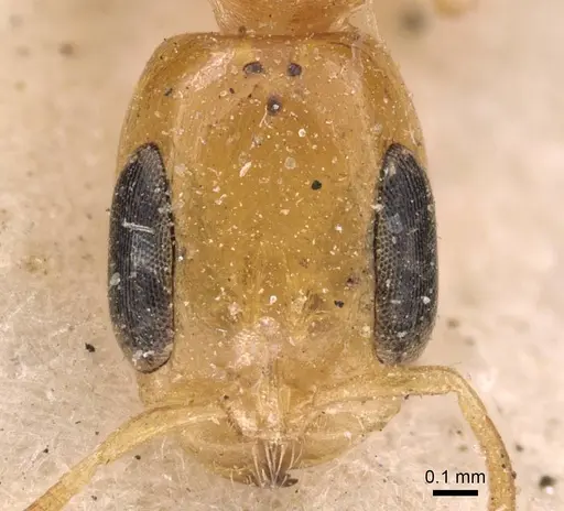 Pseudomyrmex simplex - CASENT0907491