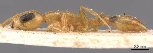 Pseudomyrmex simplex - CASENT0907491