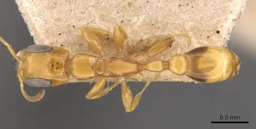 Pseudomyrmex simplex - CASENT0907492