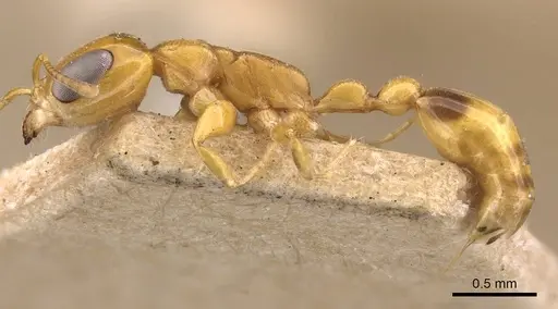Pseudomyrmex simplex - CASENT0907492
