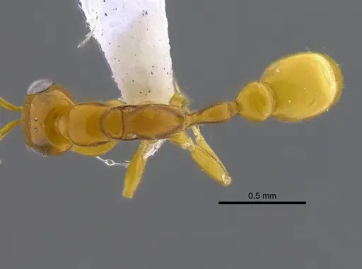 Pseudomyrmex simplex - CBUMAGENT41807