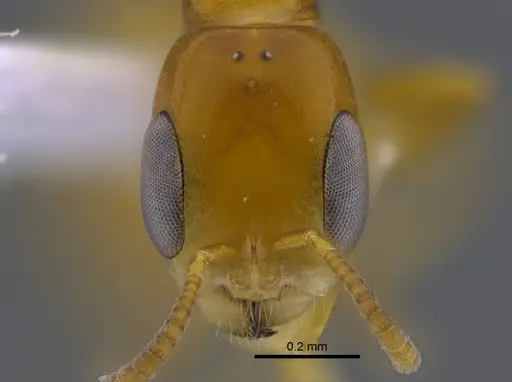 Pseudomyrmex simplex - CBUMAGENT41807