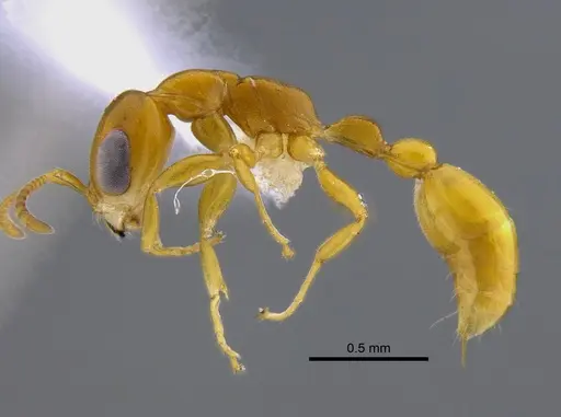 Pseudomyrmex simplex - CBUMAGENT41807