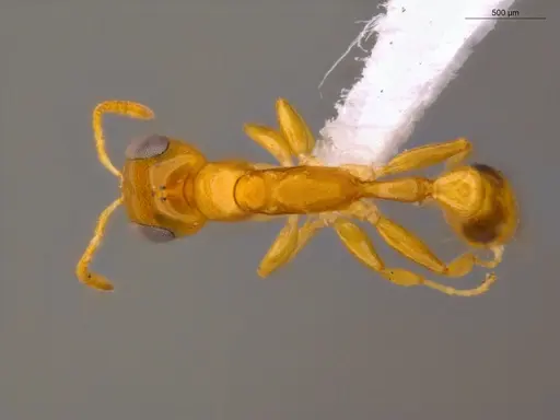 Pseudomyrmex simplex - ECOFOG-TR17-0249-01