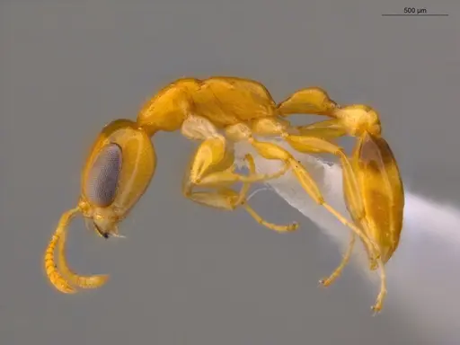 Pseudomyrmex simplex - ECOFOG-TR17-0249-01