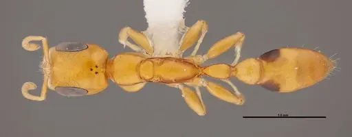 Pseudomyrmex simplex - FMNHINS0000078520
