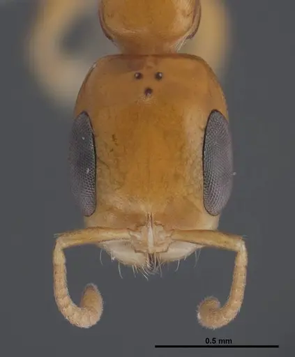 Pseudomyrmex simplex - FMNHINS0000078520