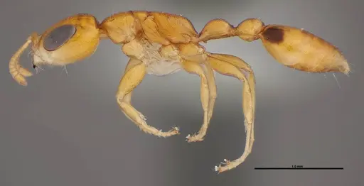 Pseudomyrmex simplex - FMNHINS0000078520