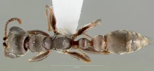 Pseudomyrmex simulans specimen