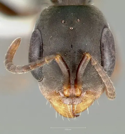 Pseudomyrmex simulans specimen