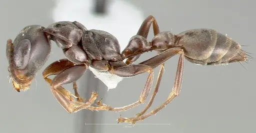 Pseudomyrmex simulans specimen
