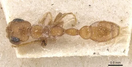 Pseudomyrmex solisi specimen