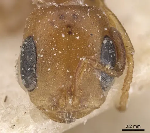 Pseudomyrmex solisi specimen