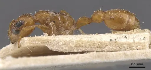 Pseudomyrmex solisi specimen