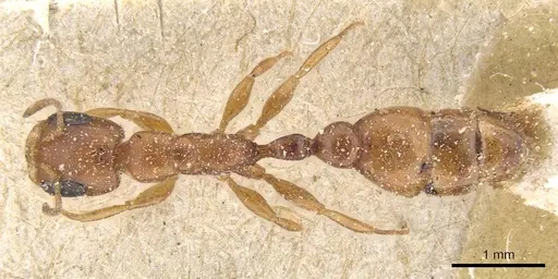 Pseudomyrmex solisi - CASENT0915519