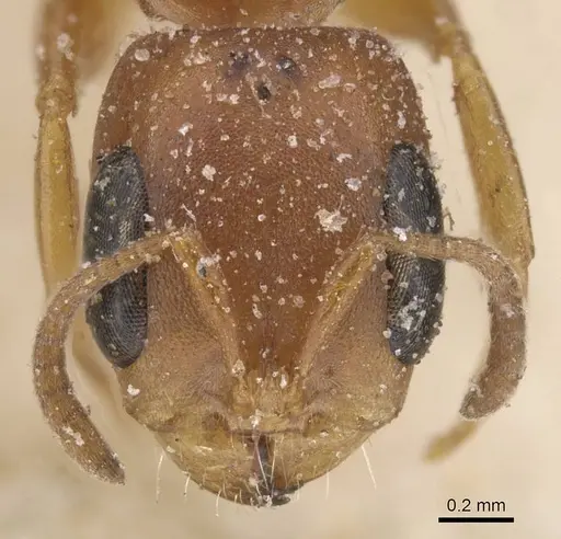 Pseudomyrmex solisi - CASENT0915519