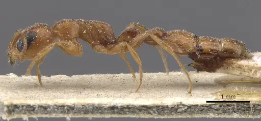 Pseudomyrmex solisi - CASENT0915519