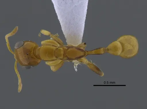 Pseudomyrmex spiculus specimen