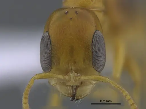 Pseudomyrmex spiculus specimen