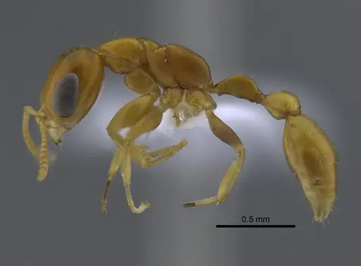 Pseudomyrmex spiculus specimen