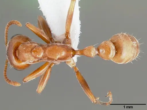 Pseudomyrmex spinicola specimen