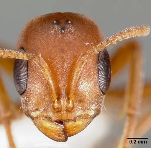 Pseudomyrmex spinicola specimen