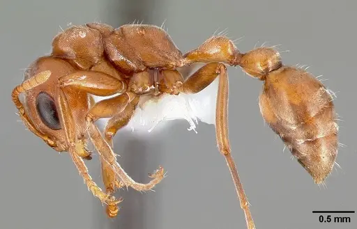 Pseudomyrmex spinicola specimen