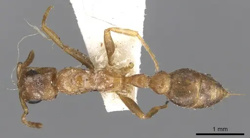 Pseudomyrmex spinicola - CASENT0902907