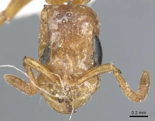 Pseudomyrmex spinicola - CASENT0902907