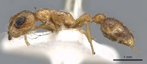 Pseudomyrmex spinicola - CASENT0902907