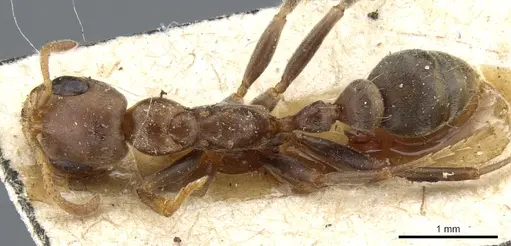 Pseudomyrmex spinicola - CASENT0904055