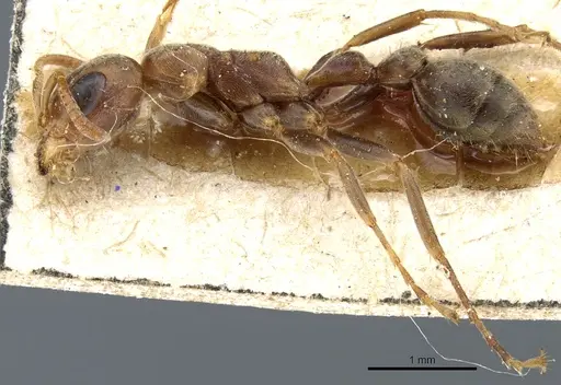 Pseudomyrmex spinicola - CASENT0904055