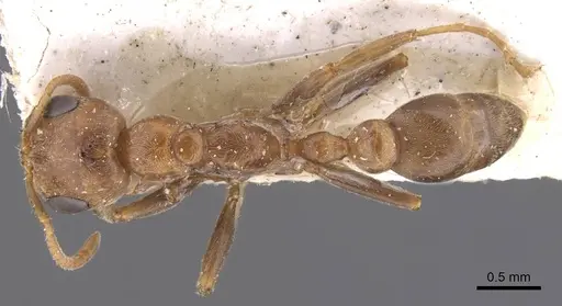 Pseudomyrmex spinicola - CASENT0907562