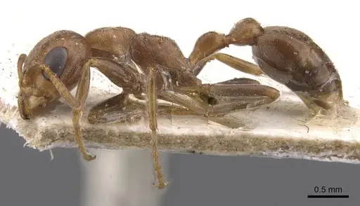 Pseudomyrmex spinicola - CASENT0907562